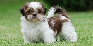Get a shihtzu for yourself. Shih Tzu Dogs Breed History And Health Overview