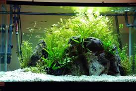 Check spelling or type a new query. A Guide To Aquascaping The Planted Aquarium