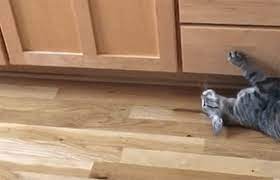 Plus, tips to calm her down. Here S Why Cats Get Those Late Night Zoomies Meowingtons