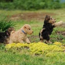 Image result for lakeland teriér