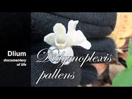 Image result for Didymoplexis