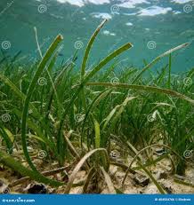 Image result for Cymodocea rotundata