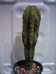 There is a cactus called, san pedro, which is a hallucinogenic, used ceremonially by shaman in peru. Echinopsis Scopulicola Wikipedia
