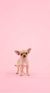 Dog Wallpapers Are Added Beautiful And Cute Dogs For Your Mobile Phone Follow Us On Facebook For More Beautiful Wallpa Cute Chihuahua Cute Animals Cute Dogs