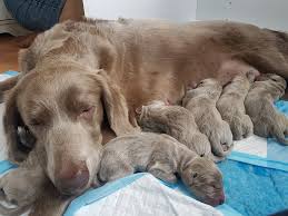 They must be distinctively short haired and grey, otherwise they are not accepted by the american kennel club for registration. Puppies Astraios Longhaired Weimaraners