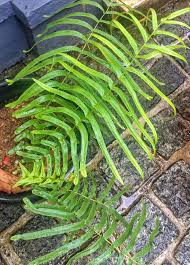 Image result for Pteridaceae