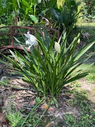 Image result for Crinum jasonii