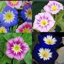 Morning Glory Tricolor Dwarf Rose Ensign 30 Seeds Beautiful Vining Flowers Usa Ebay Morning Glory Flowers Morning Glory Seeds Flower Trellis