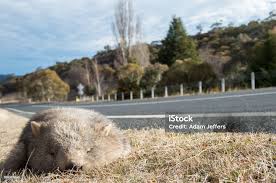 Image result for dead wombat