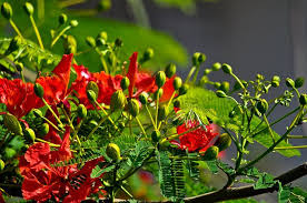 Krishnachura Blooming Trees Delonix Regia Ornamental Trees