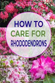 Rhododendron Care How To Grow Beautiful Rhododendrons And Azaleas Gardening From House To Home In 2020 Rhododendron Care Shade Loving Shrubs Rhododendron