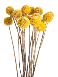 Maybe you would like to learn more about one of these? 11 Fall Flowers You Ll Love Just As Much As Mums Mejores Flores Tipos De Flores Flores Amarillas