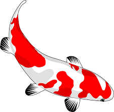 Gambar ikan mewarnai paling bagus download now sketsa mewarnai gamba. Tanda Ikan Koi Betina Jual Ikan Koi Tanda Ikan Koi Betina