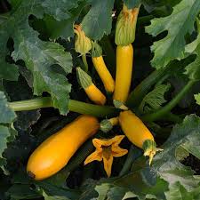 Zucchini squash can grow thoroughout the summer if the temperature is right and there is sufficient water, good soil nutrients & no visits from the squash vine borer. Easy Pick Gold 2 Summer Squash Seeds Vegetable Garden Seeds