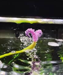 Image result for Vallisneria