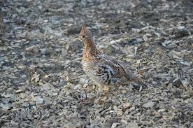 The Foolbirds Were Very Good At Camouflage Book Projects Bird Grouse