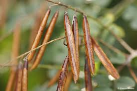 Image result for Indigofera dimidiata