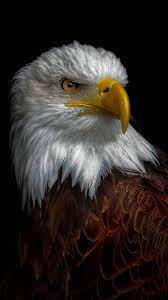 Download Eagle Wallpaper By Georgekev 1c Free On Zedge Now Browse Millions Of Popular America Wallpapers And Aguia Careca Aguia Americana Fotos De Aguia