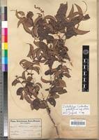 Image result for Combretum celastroides