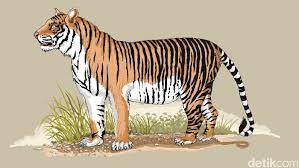 Gambar hewan cat kuning singa fon angka ilustrasi harimau. Bksda Warga Lahat Tewas Diterkam Harimau Saat Berada Dalam Hutan