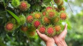 What are the disadvantages of rambutan?