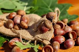 how to prepare and cook acorns the old farmers almanac