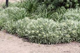 Helichrysum Thianshanicum Schwefellicht Edelweiss Schwefel Licht