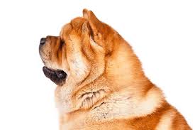 Standard, bronze, silver, gold, and platinum. Chow Chow Dog Breed Information