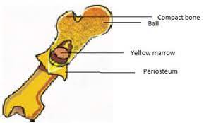 Compact bone diagram osteon compact bone ap pinterest anatomy human anatomy and. Draw The Given Diagram And Label The Following Parts A Ball B Periosteum C Yellow
