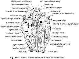 Blood Vascular System Of Rabbit With Diagram Chordata