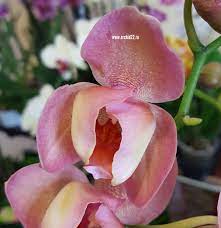 Орхидеи22