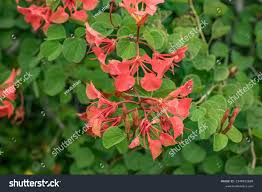Image result for Bauhinia galpinii