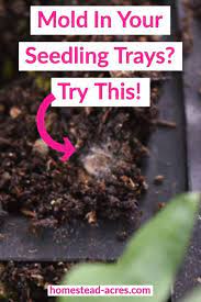 Do You See White Fuzzy Mold Growing On The Surface Of Your Seedling Trays Mold Growing On The Soil Means Th Seed Starting Soil Seed Starting Seedlings Indoors
