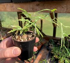 Image result for Adenia kirkii