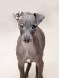 The italian greyhound is a fragile being that also has all the trimmings of a proper athlete. Italian Greyhound Hunde Informationen Zu Den Bienenarten Omlet