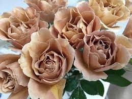 bellrose ラフィネポルテ きれいなバラ バラの花 バラ