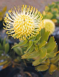 Leucospermum Australian Nursery Yellow Native Plants Plants Birdleucospermum Yellow Bir Australian Native Flowers Australian Flowers Australian Plants