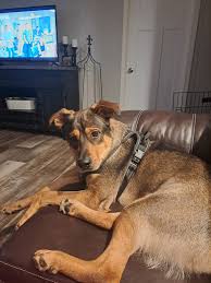 Pets for rehoming in Virginia