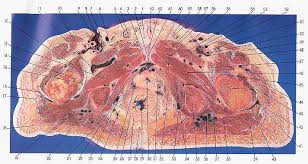 We did not find results for: Anatomy Atlases Atlas Of Human Anatomy In Cross Section 6 Pelvis Perineum Hip And Upper Thigh