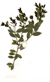 Image result for Syzygium owariense