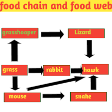I am not aware of any models that attempt to incorporate all possible classes of ecological 10. Food Chain And Food Web Definition Diagram And Examples Biologysir