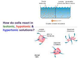 A solution is hypertonic to a cell if it has a higher solute (dissolved substance) concentration than the cell does. Animal Cell Immersed In Hypertonic Solution