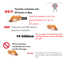 Back in 2001, many insurance companies at the time decided to include termite damage within their policies. Cost Of Termite Damage The Real Cost Of Termites To Australia Homes