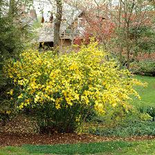 Image result for Kerria japonica