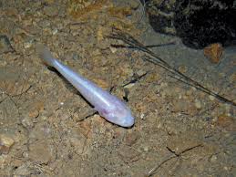 Most species of saltwater goby fish are. Goby Fish Britannica