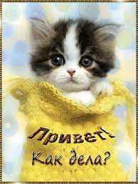 Привет! Как дела? - открытка привет анимационная гиф картинка №13137