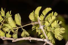 Image result for Acacia fleckii