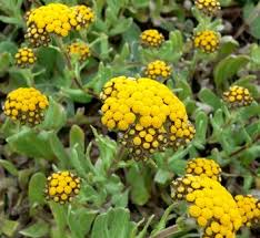Image result for Helichrysum lastii