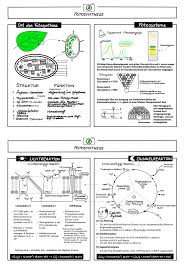 Sketchnote Stoffwechselprozess Fotosynthese Biologie Abitur Lernen Tipps Schule Medizin Studieren