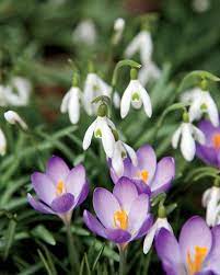Gardening Snowdrops Crocus Flower Spring Flowers Types Of Purple Flowers